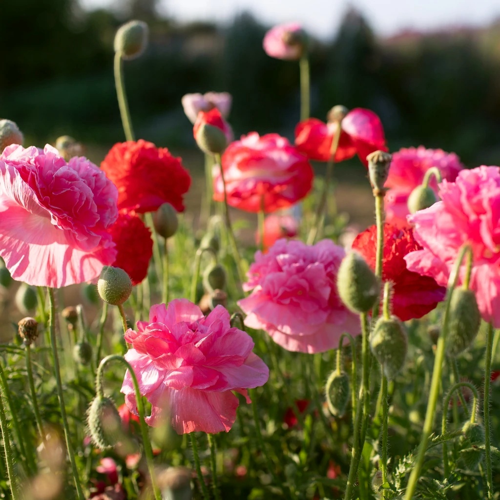 Poppy, Shirley Seeds