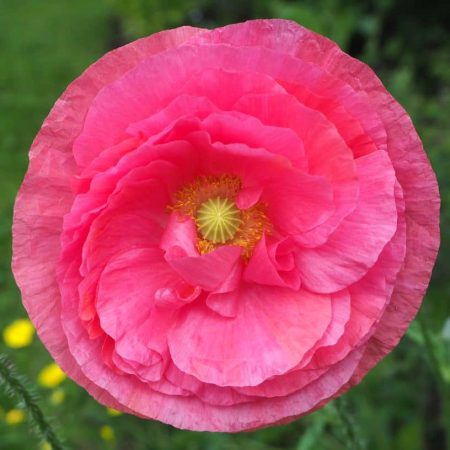 Poppy, Shirley Seeds