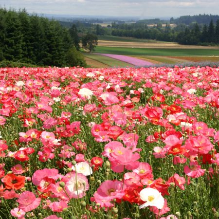 Poppy, Shirley Seeds