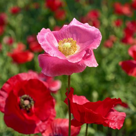 Poppy, Shirley Seeds