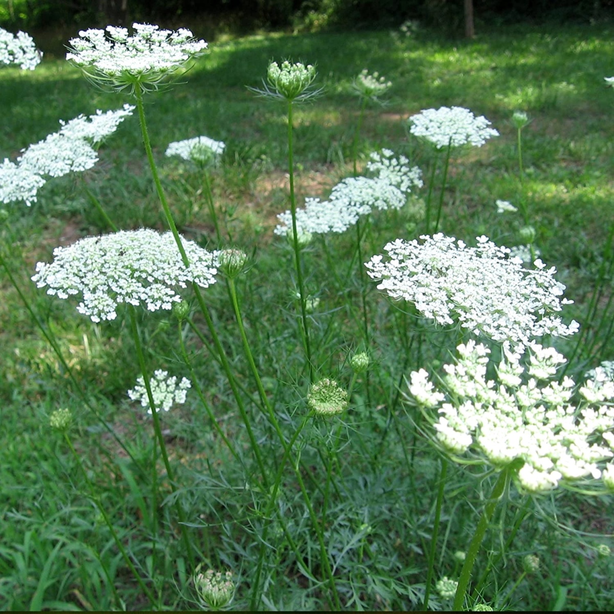 Queen Anne's Lace - (Bishop's Flower) Seeds – Vermont Wildflower Farm