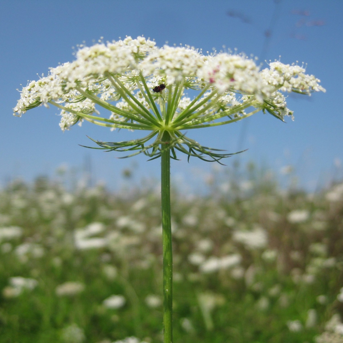 Queen Anne's Lace Seeds