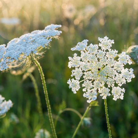 Queen Anne's Lace Seeds