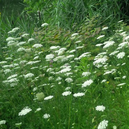 Queen Anne's Lace Seeds