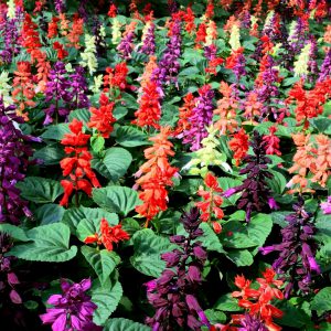 Salvia, Mixed Colors Seeds