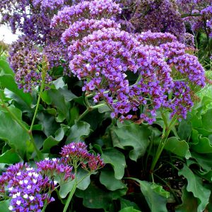 Sea Lavender Seeds