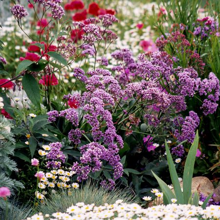 Sea Lavender Seeds