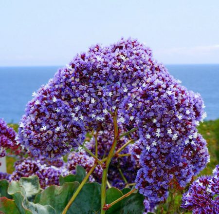 Sea Lavender Seeds