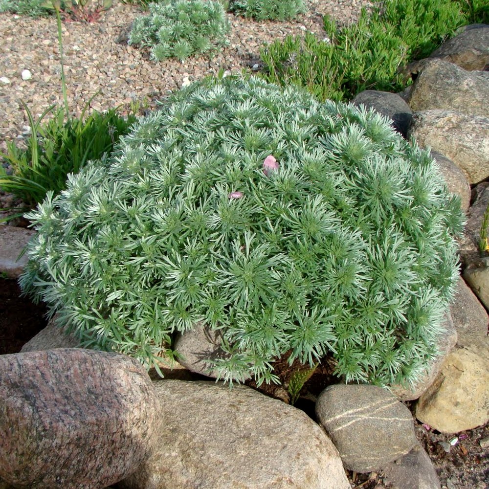 Artemisia, Silver Mound Seeds