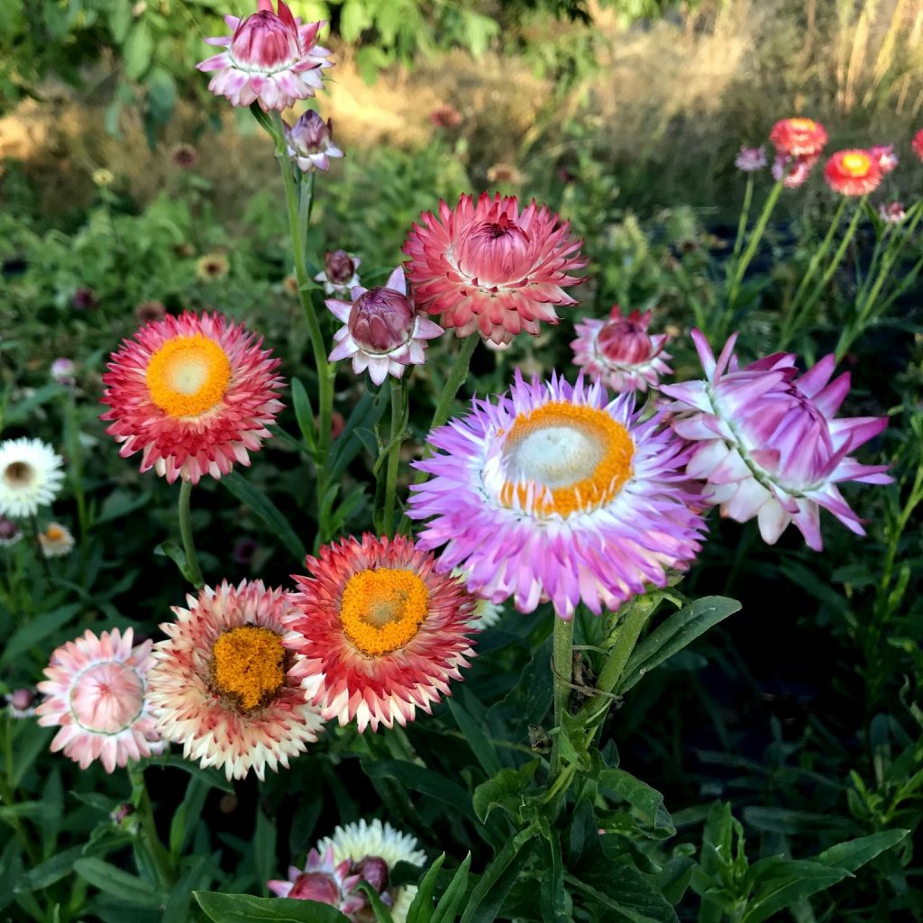 Strawflowers, Mixed Colors Seeds