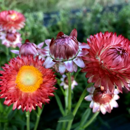 Strawflowers, Mixed Colors Seeds