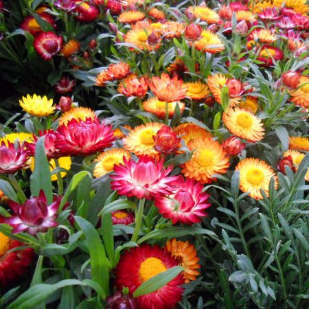 Strawflowers, Mixed Colors Seeds