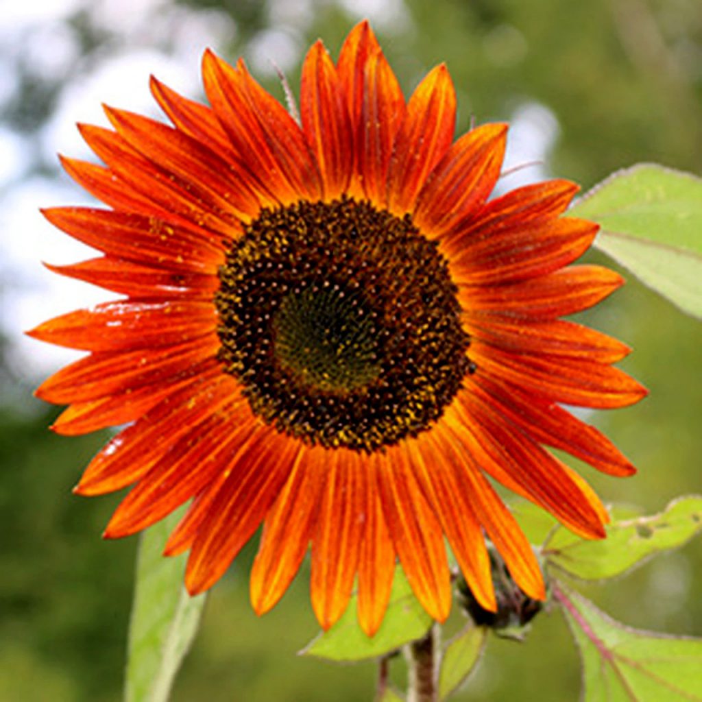 Sunflowers, Evening Sun Seeds