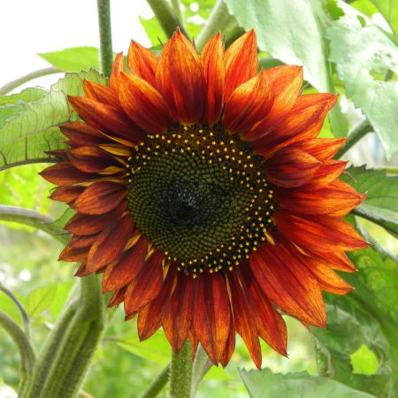 Sunflowers, Evening Sun Seeds