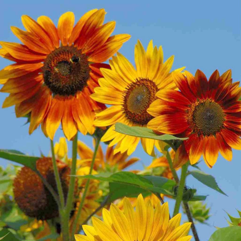 Sunflowers, Large Giants, 8' Mixed Varieties Seeds
