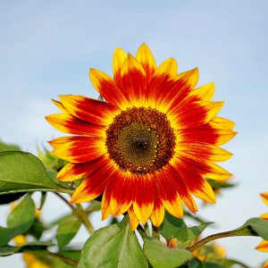 Sunflowers, Ring of Fire Seeds