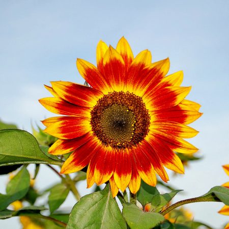 Sunflowers, Ring of Fire Seeds