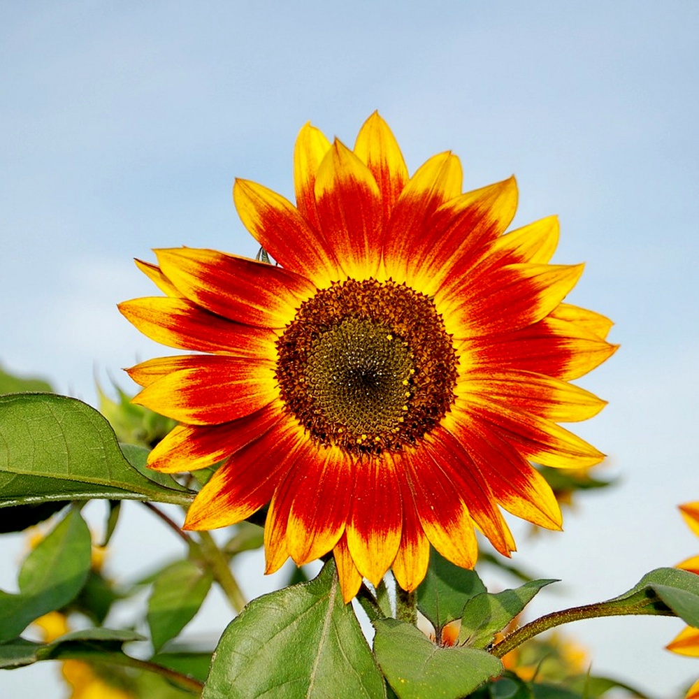 Sunflowers, Ring of Fire Seeds