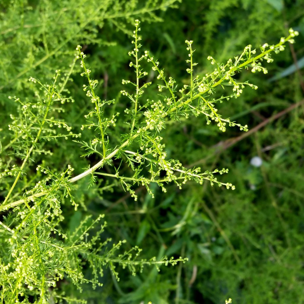 Sweet Annie Seeds