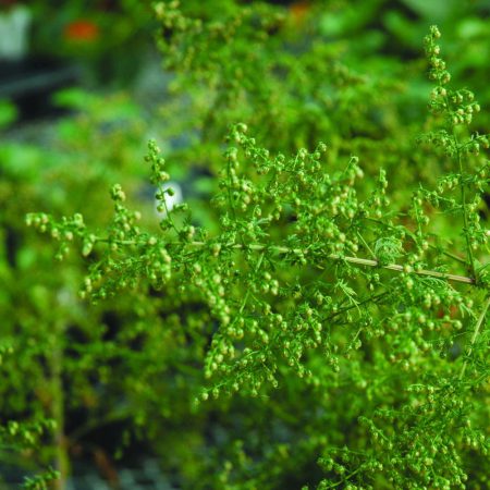 Sweet Annie Seeds