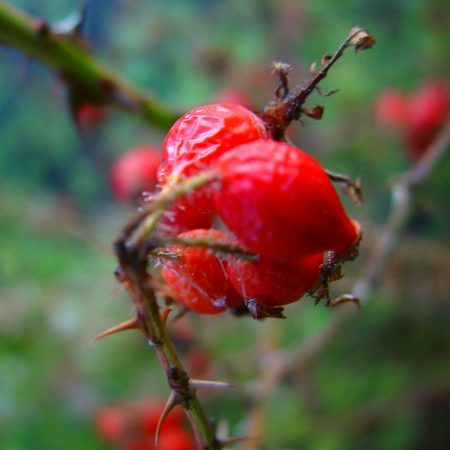 Sweet Briar Rose Seeds