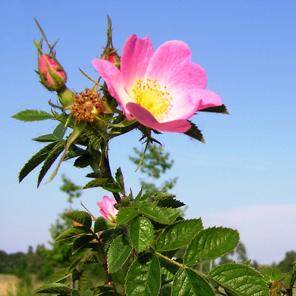 Sweet Briar Rose Seeds