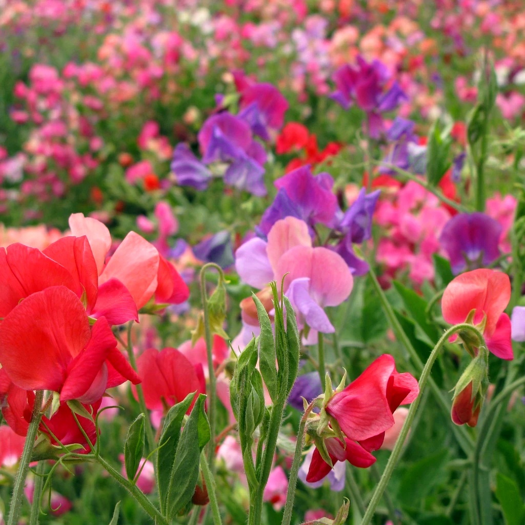 Sweet Peas, Mammoth, Mixed Colors Seeds
