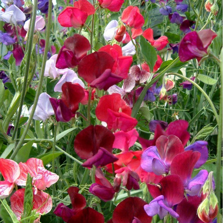 Sweet Peas, Old Spice Seeds