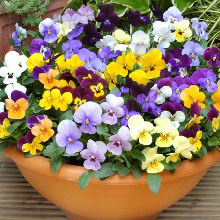 Violas, Mixed Seeds