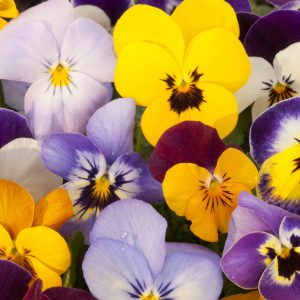 Violas, Mixed Seeds