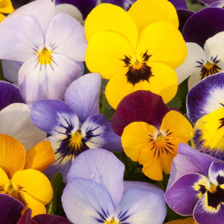 Violas, Mixed Seeds