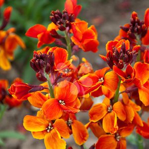 Wallflower Seeds