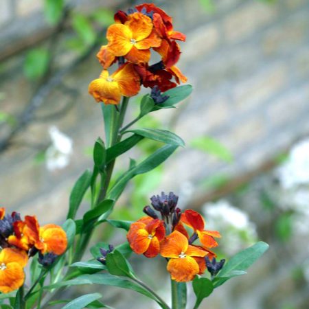 Wallflower Seeds