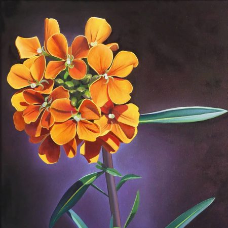 Wallflower Seeds