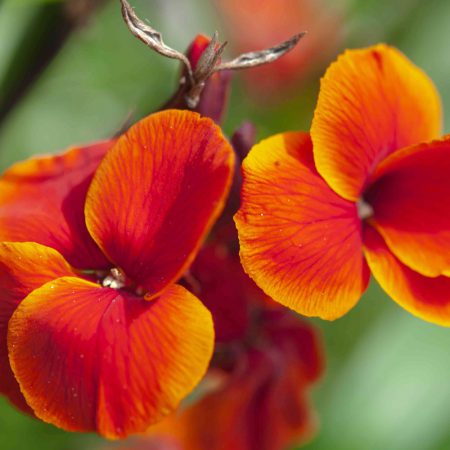 Wallflower Seeds