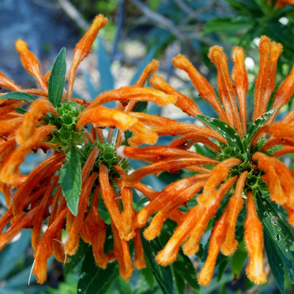 Wilde Dagga, Lion's Tail Seeds