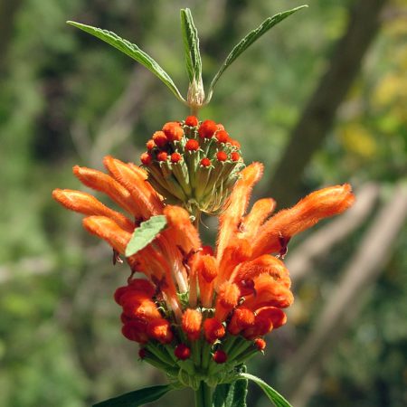 Wilde Dagga, Lion's Tail Seeds