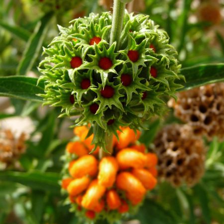 Wilde Dagga, Lion's Tail Seeds