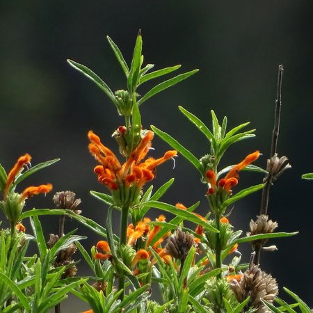 Wilde Dagga, Lion's Tail Seeds
