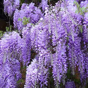 Wisteria, Purple Seeds