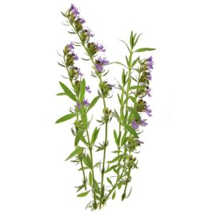 Anise Hyssop, Organic