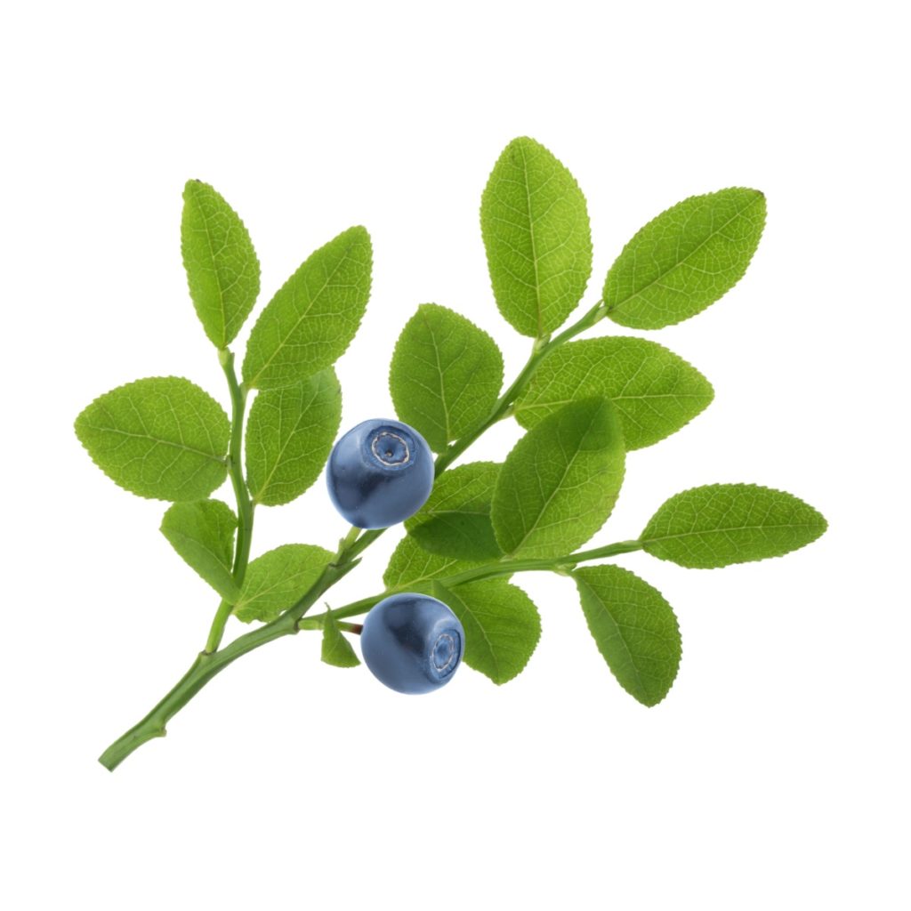 Blueberry Leaves & Twigs, Organic