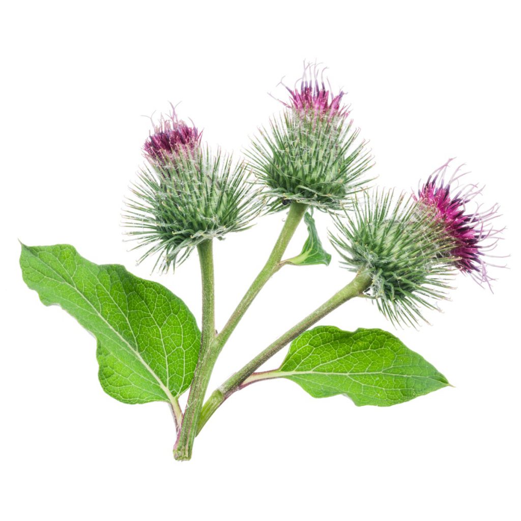 Burdock Leaf, Wildcrafted