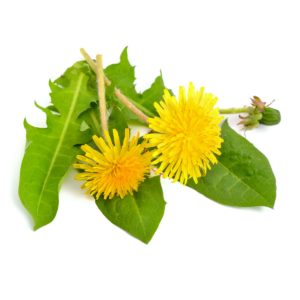 Dandelion, Leaves and Flowers, Wildcrafted