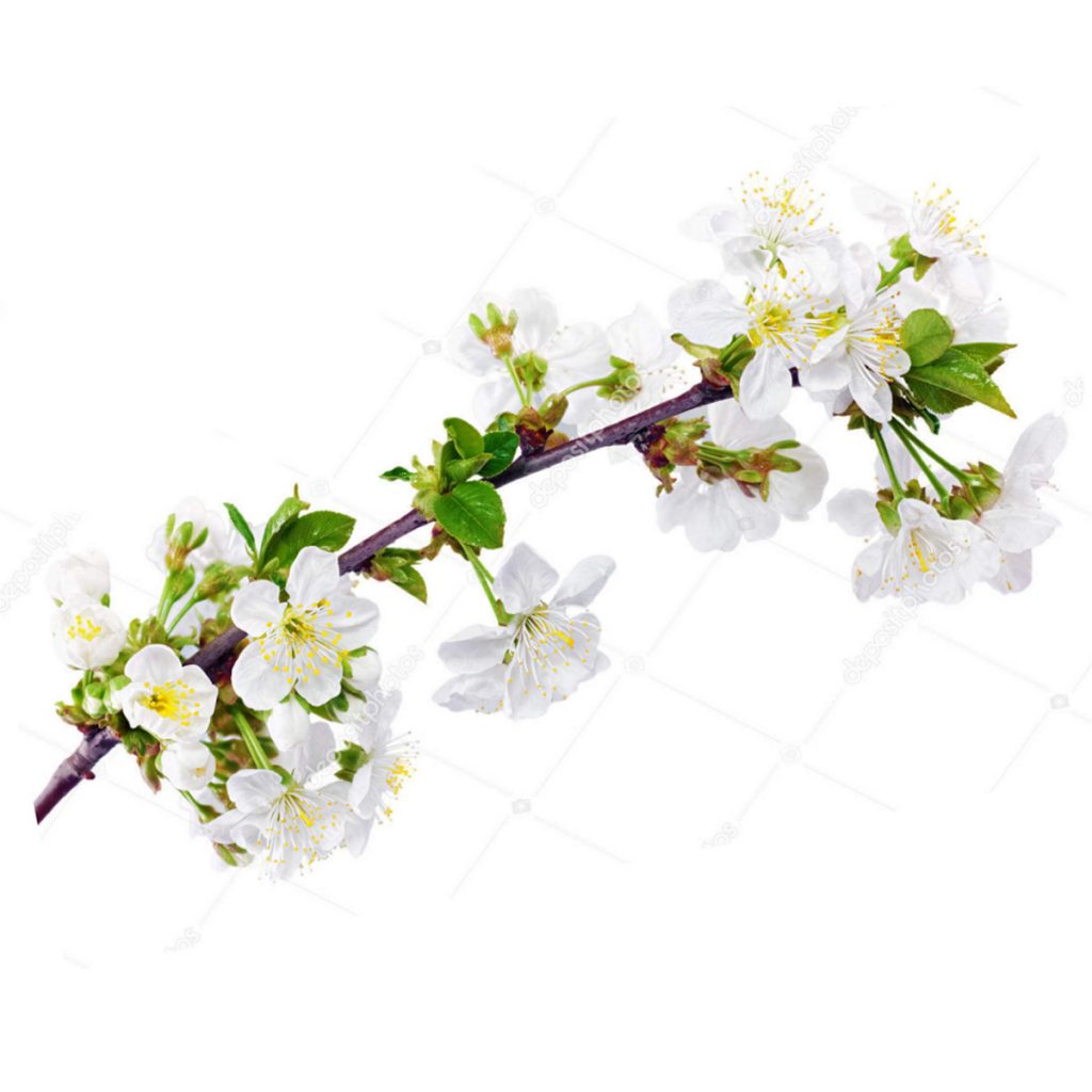 Wildcrafted Dogwood Branches