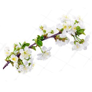 Wildcrafted Dogwood Branches