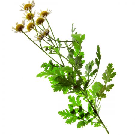 Feverfew, Organic