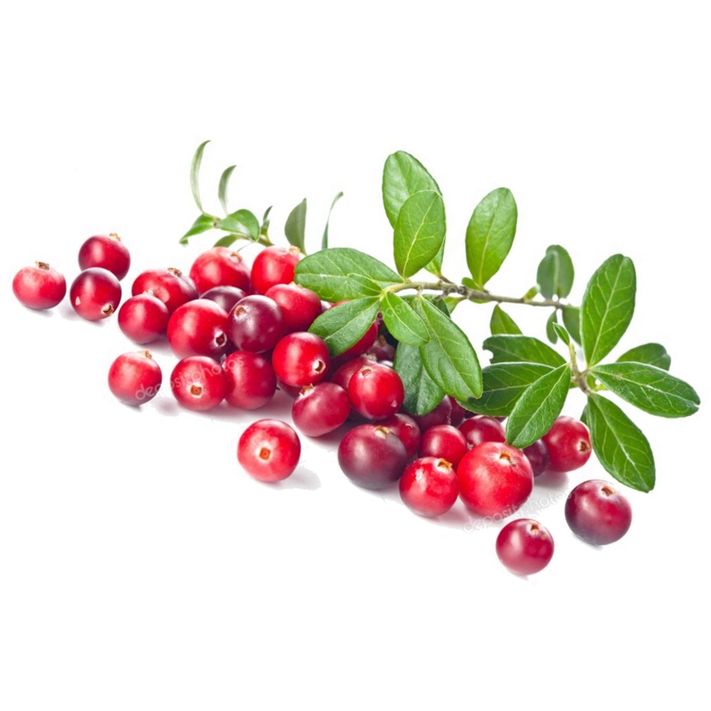 High Bush Cranberry Branches, Wildcrafted