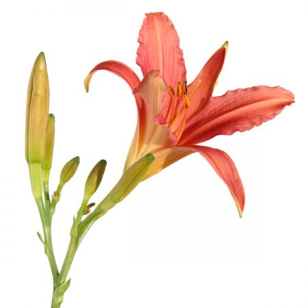 Lily (Day), Wildcrafted