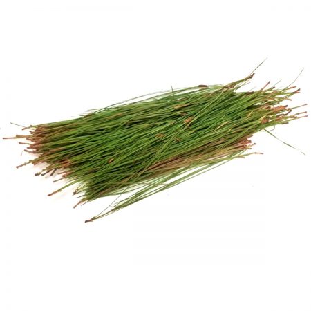 Pine Needle Bunches, Fresh Green